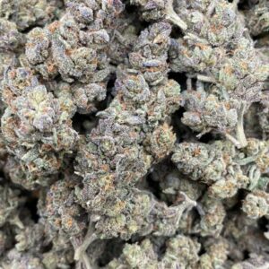 Blackjack Strain for Sale (2024)