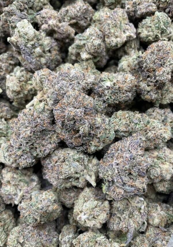 Sharklato Strain for Sale (2024)